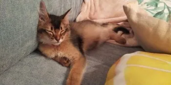 スギ 様のお迎えした子猫