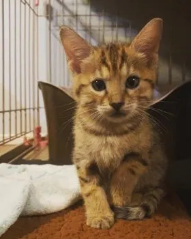 キム 様のお迎えした子猫