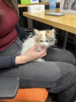 S.Ｉ 様のお迎えした子猫