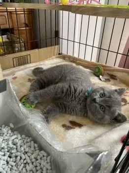 M.H 様のお迎えした子猫