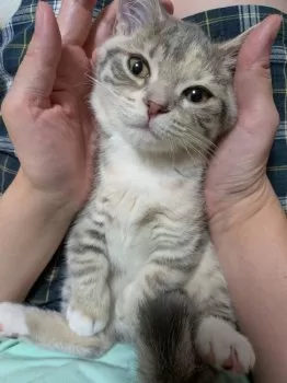 A.K 様のお迎えした子猫