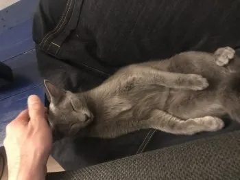 S.K 様のお迎えした子猫