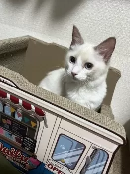 E.H 様のお迎えした子猫