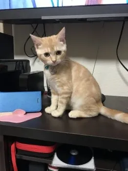 7944 様のお迎えした子猫