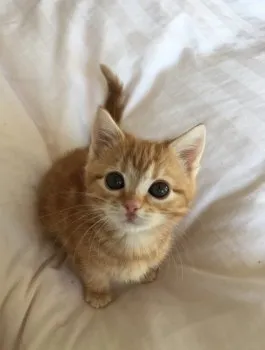 なな 様のお迎えした子猫