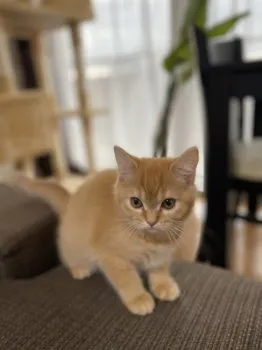 あこな 様のお迎えした子猫