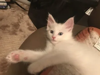 オウ 様のお迎えした子猫