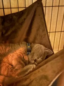 HORY 様のお迎えした子猫