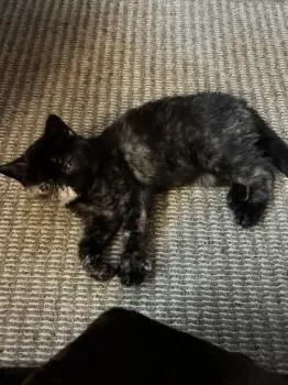 みっちょ 様のお迎えした子猫