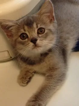 風花 様のお迎えした子猫