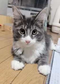 M.S 様のお迎えした子猫