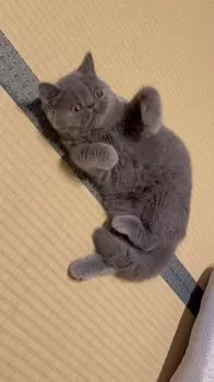 M.N 様のお迎えした子猫