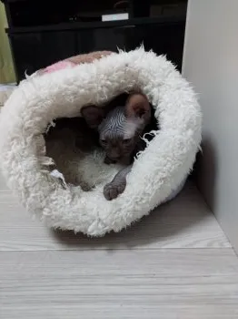 銀河 様のお迎えした子猫