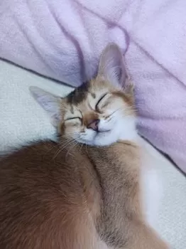 Y.N 様のお迎えした子猫