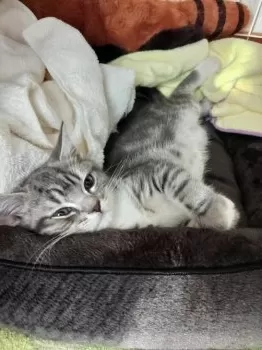 Kotetsu  mama 様のお迎えした子猫