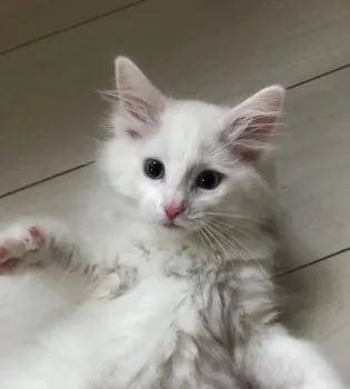 Molly 様のお迎えした子猫