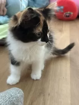 S.S 様のお迎えした子猫