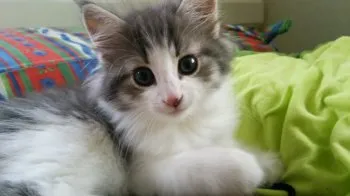 てん母♪ 様のお迎えした子猫