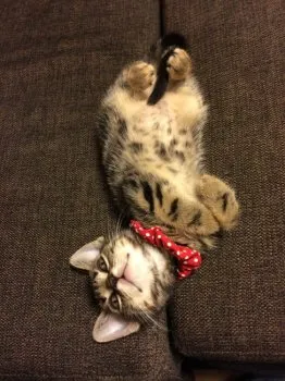 名無しのにゃんちう 様のお迎えした子猫