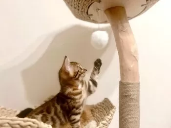 マリリン 様のお迎えした子猫