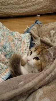 みしぇる 様のお迎えした子猫