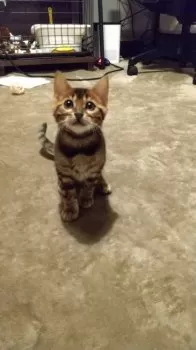 K.I 様のお迎えした子猫