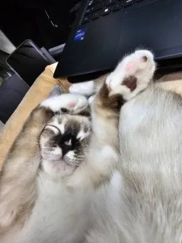 いももち 様のお迎えした子猫