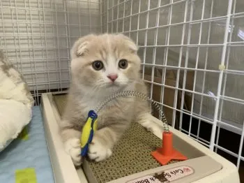 はっちめる 様のお迎えした子猫