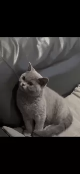 みっき 様のお迎えした子猫