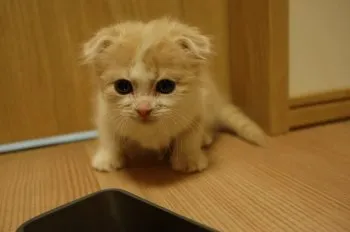 ミナティ 様のお迎えした子猫