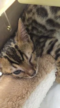 Moka ファミリー 様のお迎えした子猫