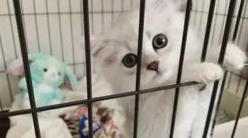 A.T 様のお迎えした子猫