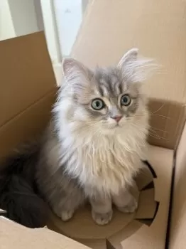 K.M 様のお迎えした子猫