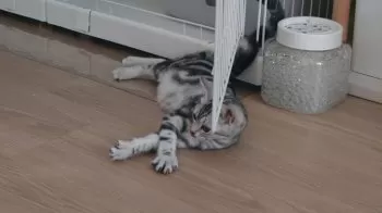 たかぴー 様のお迎えした子猫