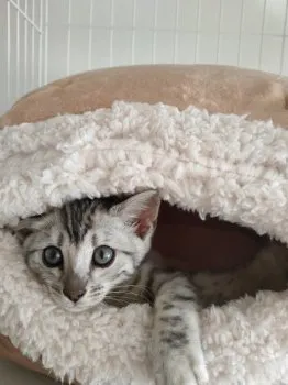 ルル 様のお迎えした子猫