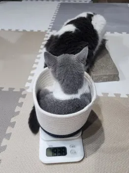米田奈都子 様のお迎えした子猫