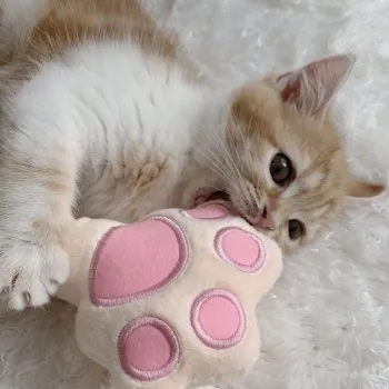 きょーちゃん 様のお迎えした子猫