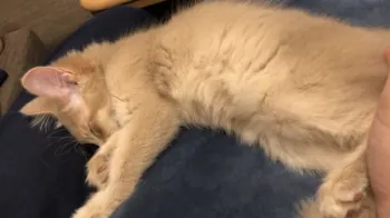 Y 様のお迎えした子猫