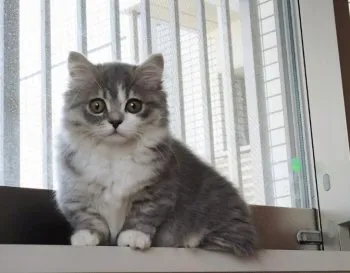 M.E 様のお迎えした子猫
