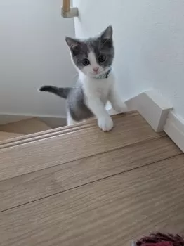 H.T 様のお迎えした子猫