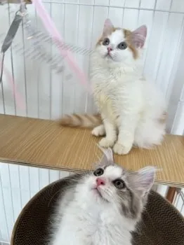 たっくんママ 様のお迎えした子猫
