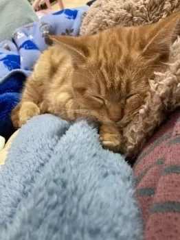 E.O 様のお迎えした子猫
