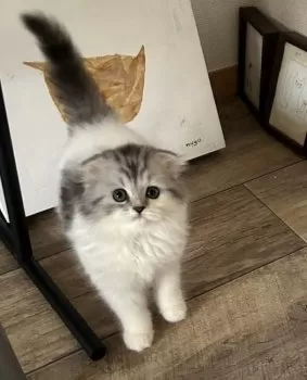 H.H 様のお迎えした子猫