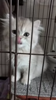 ナカノ 様のお迎えした子猫