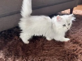 S.U 様のお迎えした子猫