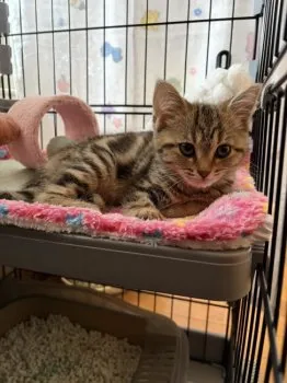K.S 様のお迎えした子猫