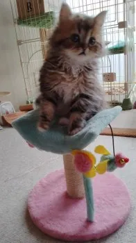 Noa 様のお迎えした子猫