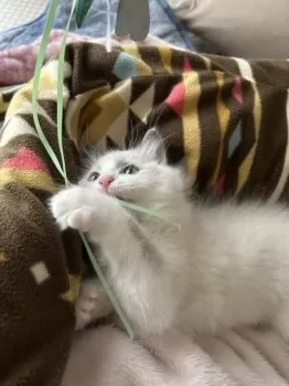 モモ 様のお迎えした子猫