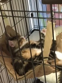 キング 様のお迎えした子猫