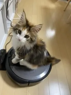 ひとみ 様のお迎えした子猫